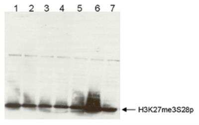 Western Blot: Histone H3 [Trimethyl Lys27, p Ser28] Antibody [NBP2-59212]